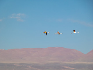 Habitat of flamingos and other wild species in the surroundings of San Pedro de Atacama