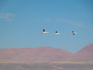 Habitat of flamingos and other wild species in the surroundings of San Pedro de Atacama