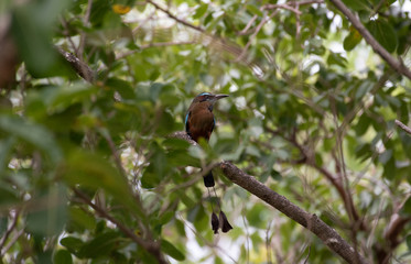 Turquoise Browed Motmot