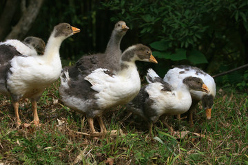 Close up shot of group of young goose