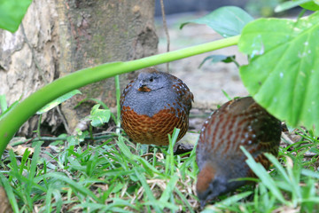 Close up shot of cute Chinese bamboo partridge