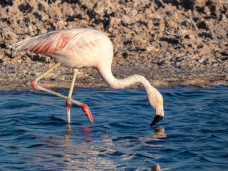 Fototapeta na wymiar Habitat of flamingos and other wild species in the surroundings of San Pedro de Atacama