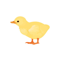 Farm Animals Duck Duckling Vector Illustration