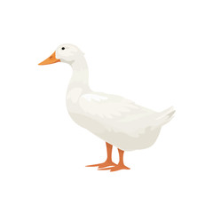 Obraz premium Farm Animals Duck Vector Illustration