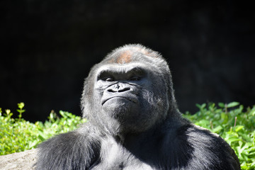 gorilla looks at camera