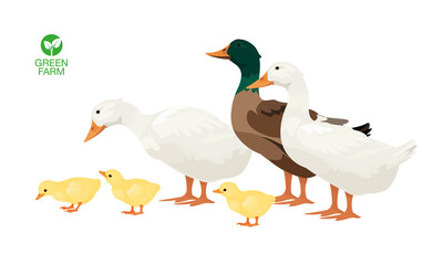 Farm Animals Duck Set Vector Illustration
