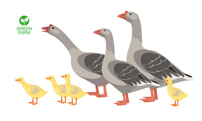 Farm animals goose set vector illustration