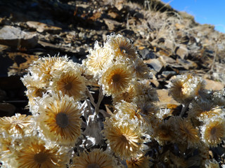 Close up shot of some wildflower at Hehuanshan