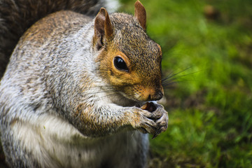 squirrel in the park eating nut