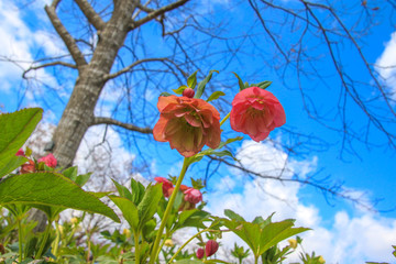 クリスマスローズ