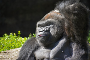 gorilla stretching arm  