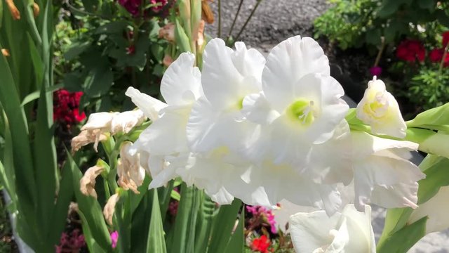 White gladiolus flowers in bloom
