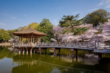 Fototapeta premium 奈良公園 浮見堂と桜 横位置 ２