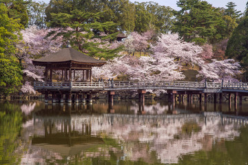 Fototapeta na wymiar 奈良公園　浮見堂と桜　横位置　１