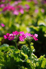 Obraz premium Close up shot of Primula rosea blossom
