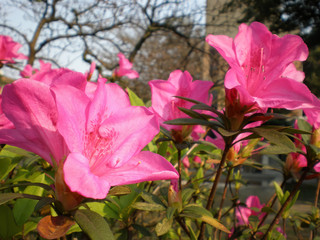Close up shot of pink Rhododendron blossom