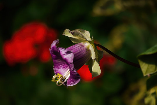 Close up shot of Cobaea scandens blossom