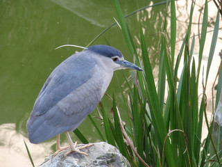 Close up shot of a Night Heron standing on a rock