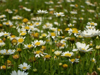 Close up shot of the beautiful Chamomile blossom