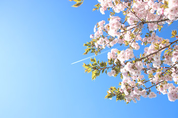 飛行機雲と一葉桜　栃木県さくら市　氏家駅