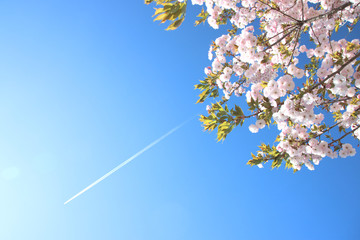 飛行機雲と一葉桜　栃木県さくら市　氏家駅