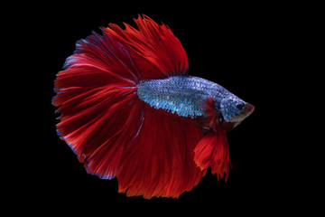 Fancy fighting fish ,Beautiful colors