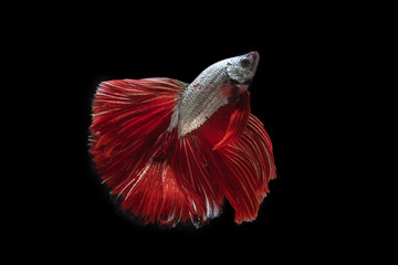 White and red fighting fish ,Beautiful colors