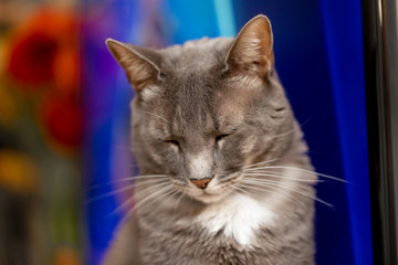 Retrato de gato mostrando los bigotes