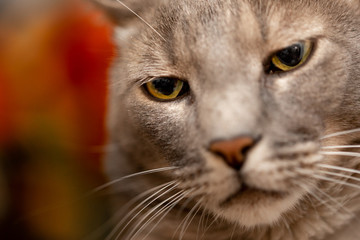 Retrato de gato mostrando los bigotes