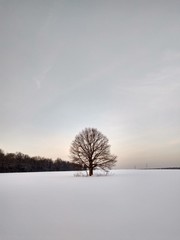 Bare Trees On Snow Covered Landscape