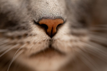 Nariz de gato y sus bigotes, gato durmiendo 
