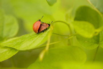fly on leaf