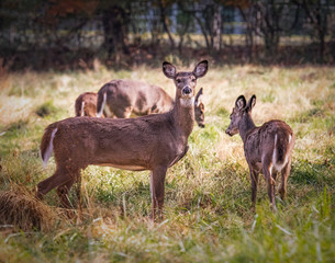 Naklejka na ściany i meble A group of four female white-tailed deer comes to attention in a bright fall meadow