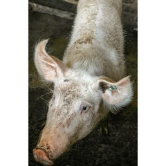 Fototapeta premium Monumentos, cielos, animales y flores de Colombia. 