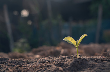 Growing plant,Young plant in the morning light on ground background, New life concept.Small plants on the ground in spring.fresh,seed,Photo fresh and Agriculture concept idea.