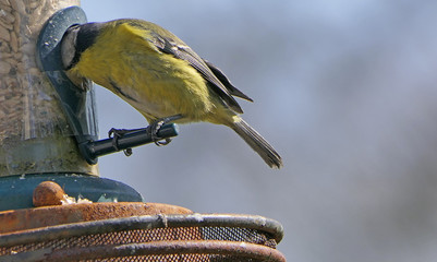 Blue Tit sitting on a bird table in UK