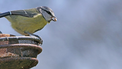 Blue Tit sitting on a bird table in UK