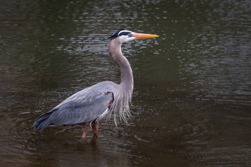 Close up of a Great Blue Heron standing proudly in a Pennsylvania stream