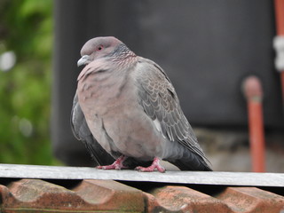 No te preocupes paloma