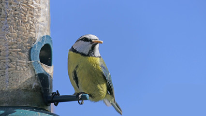 Blue Tit UK with blue sky background