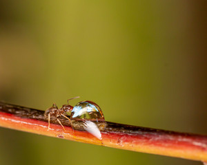 Small black ant isolated on a branch drinking water from a water drop