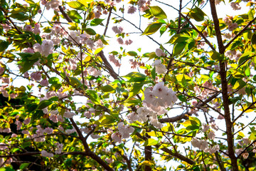 真玉の八重桜