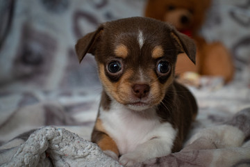 chihuahua puppy on a blue background