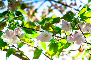 真玉の八重桜