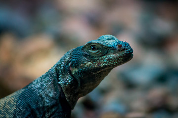Close up of a lizard skittering on rocks in an enclosure at the John Ball Zoo