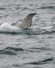 Whales in Newfoundland