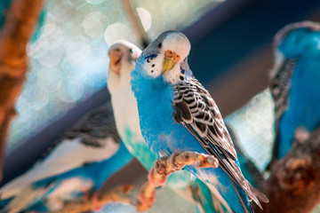 Close up of budgies in an enclosure at the John Ball Zoo