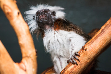 cotton top tamarin climbing on a branch in an enclosure at the John Ball Zoo