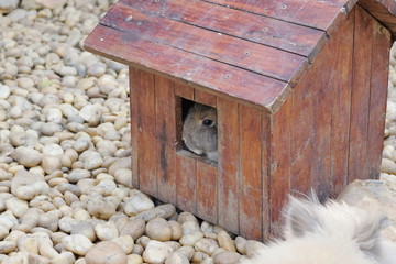 Rabbit in the garden