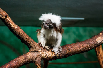 cotton top tamarin climbing on a branch